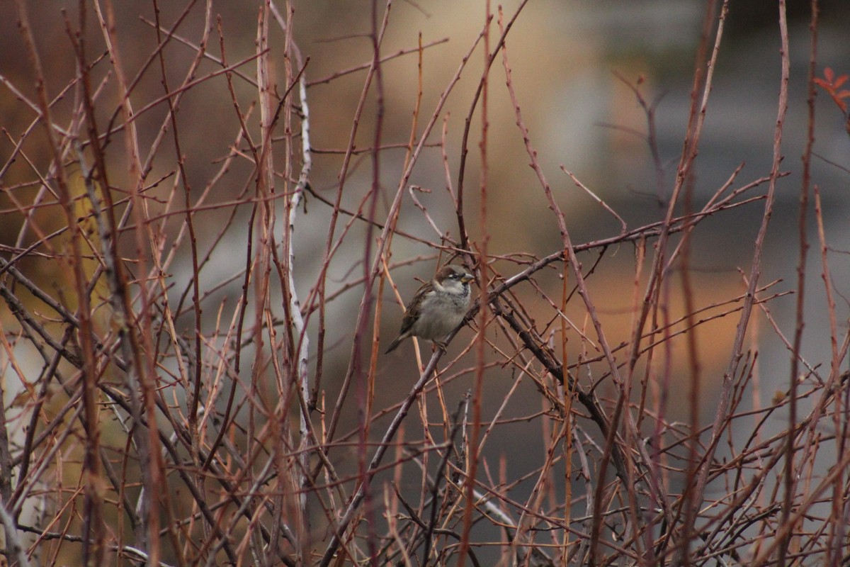 Gorrión Común - ML646405680