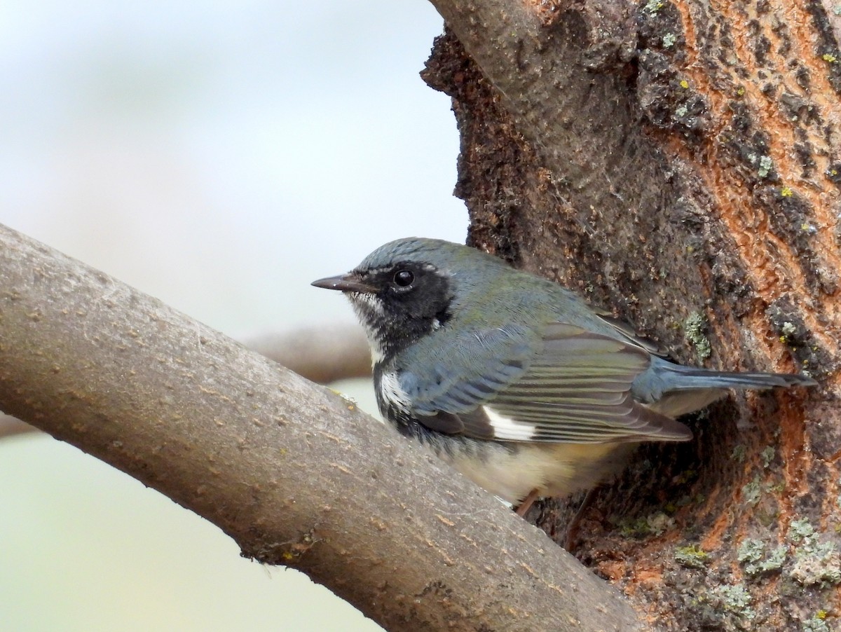 Reinita Azulada - ML646405681