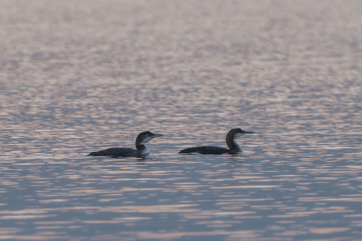 Colimbo Ártico - ML646405682