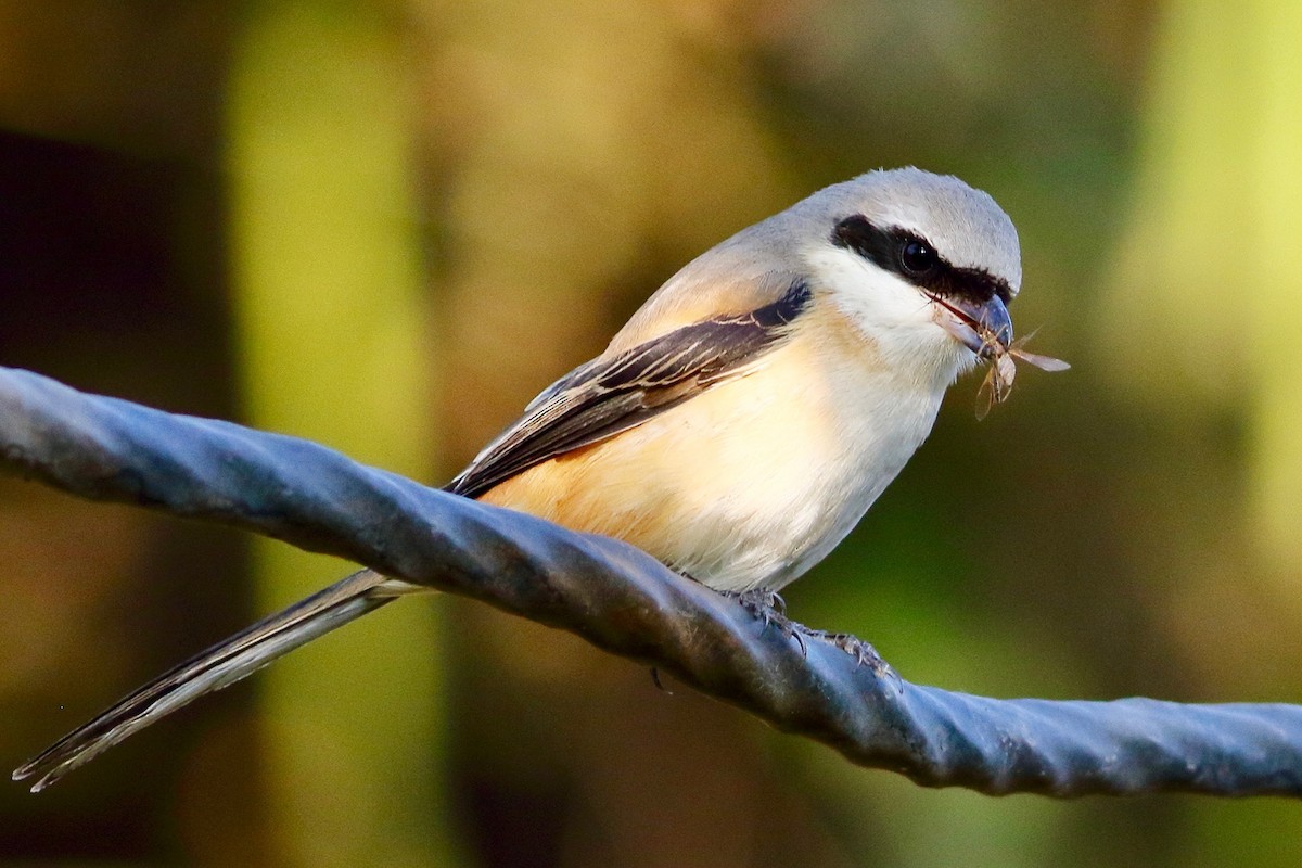 Alcaudón Schach - ML646405683