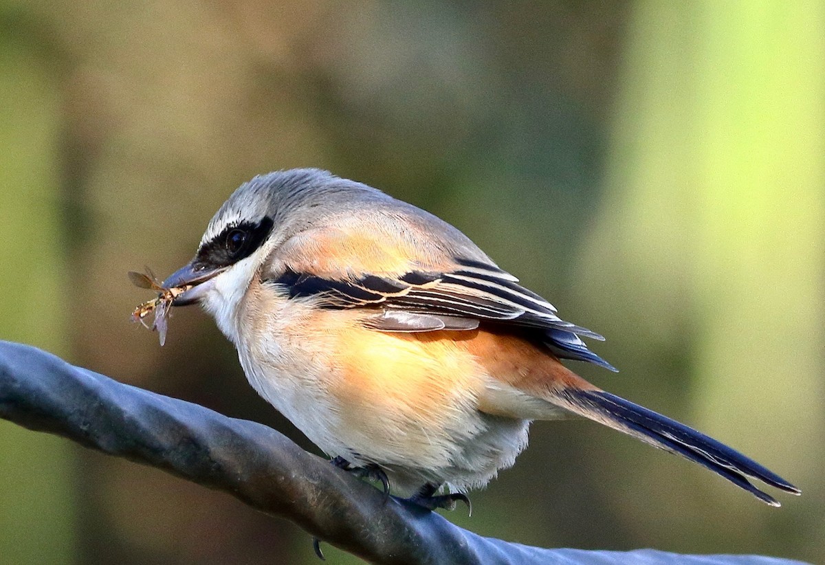 Alcaudón Schach - ML646405684