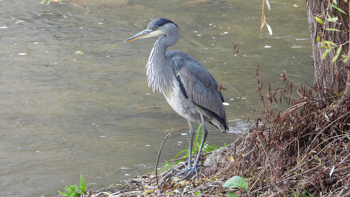 Garza Real - ML646405686