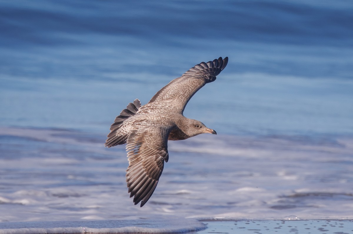 Gaviota Argéntea Americana - ML646405688