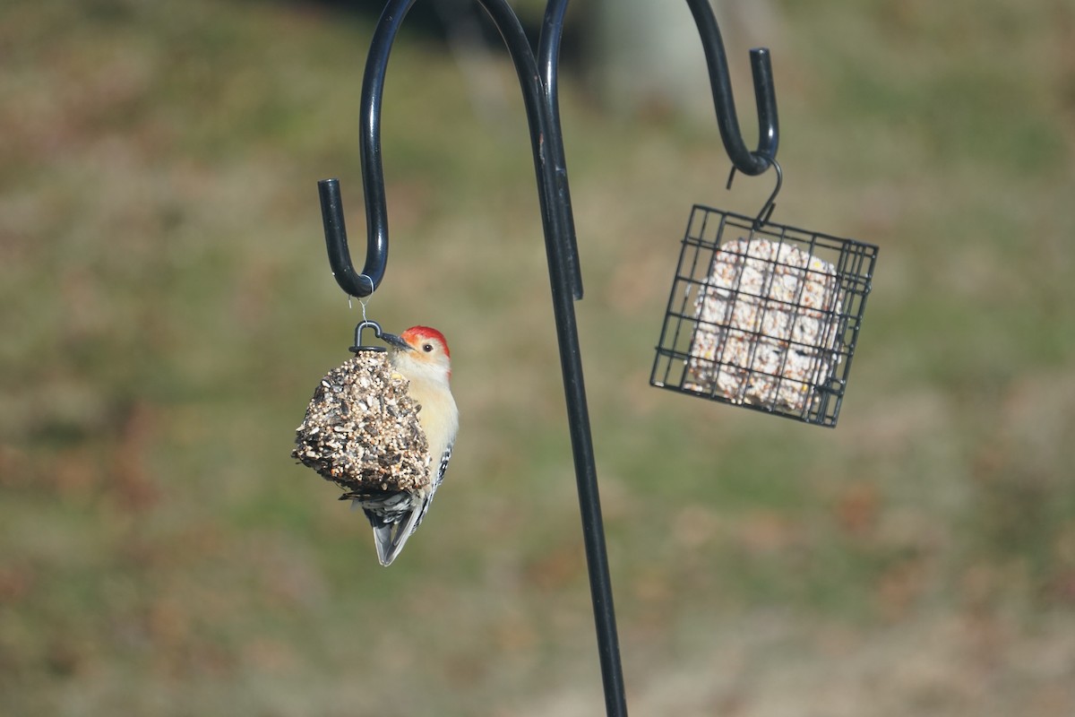 Carpintero de Carolina - ML646405689