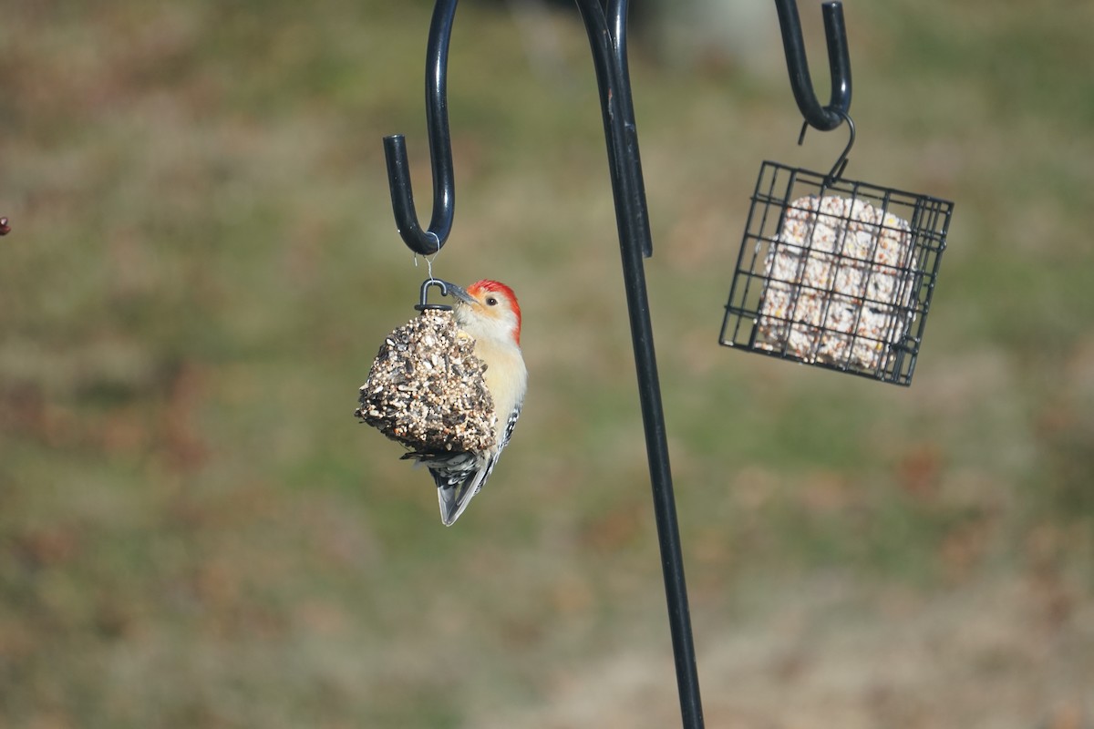 Carpintero de Carolina - ML646405690