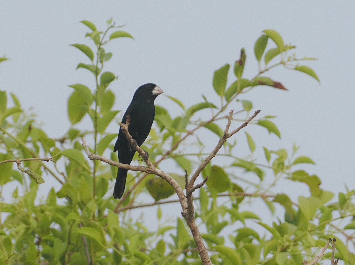 Semillero Piquigrande - ML646405691