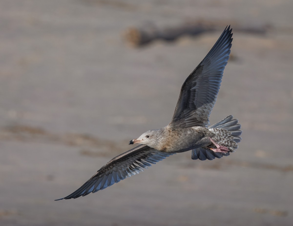 Gaviota Argéntea Americana - ML646405692