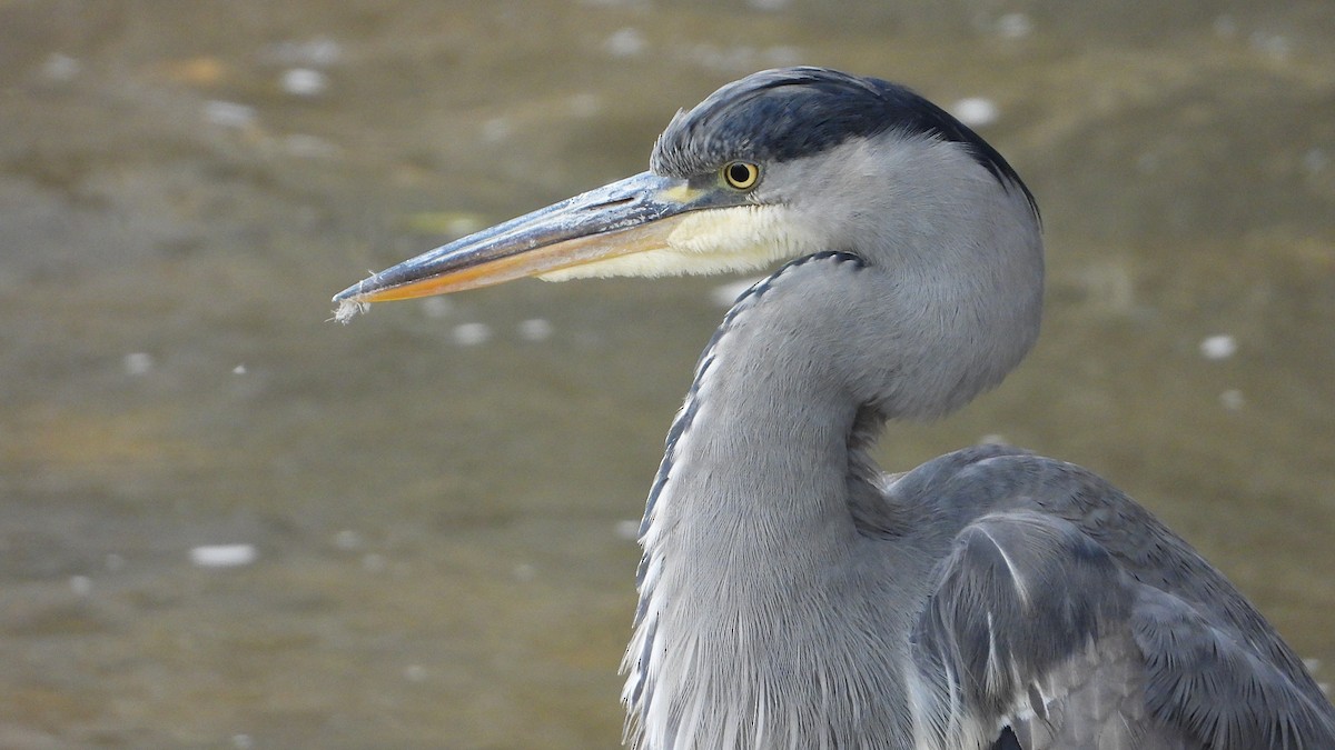 Garza Real - ML646405693