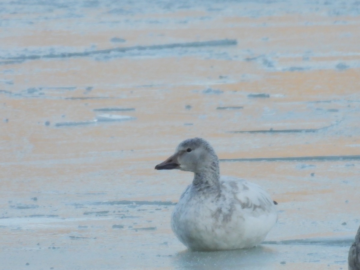 Snow Goose - ML646405694