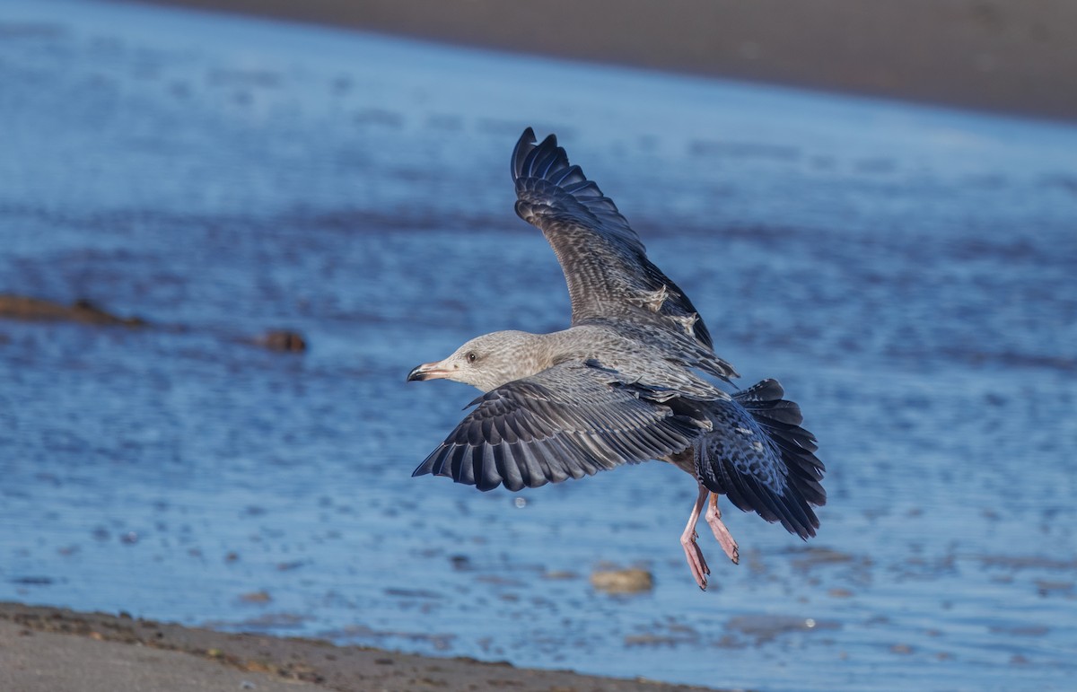 Gaviota Argéntea Americana - ML646405695