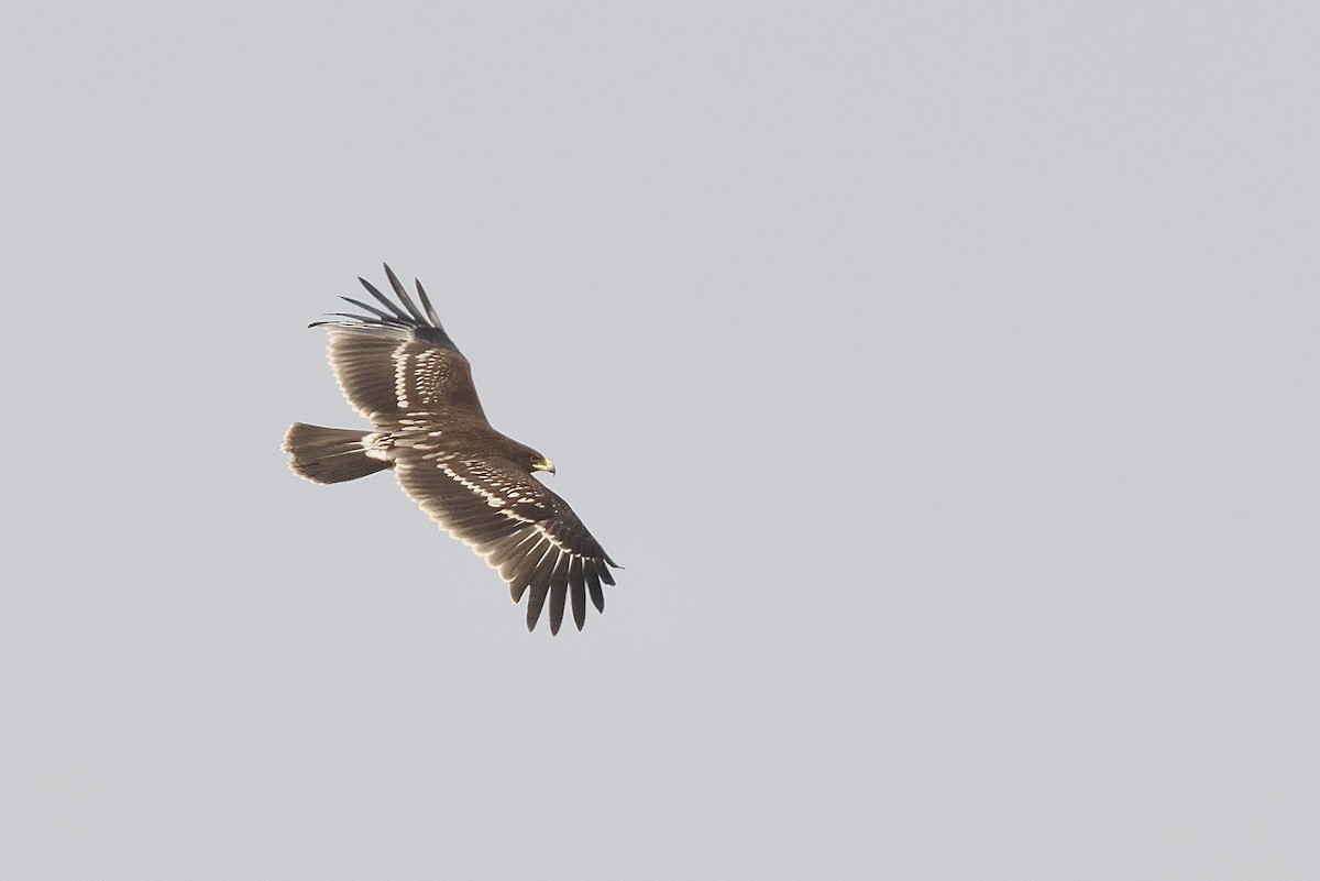 Águila Moteada - ML646405696