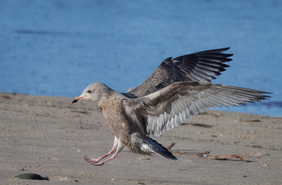 Gaviota Argéntea Americana - ML646405697