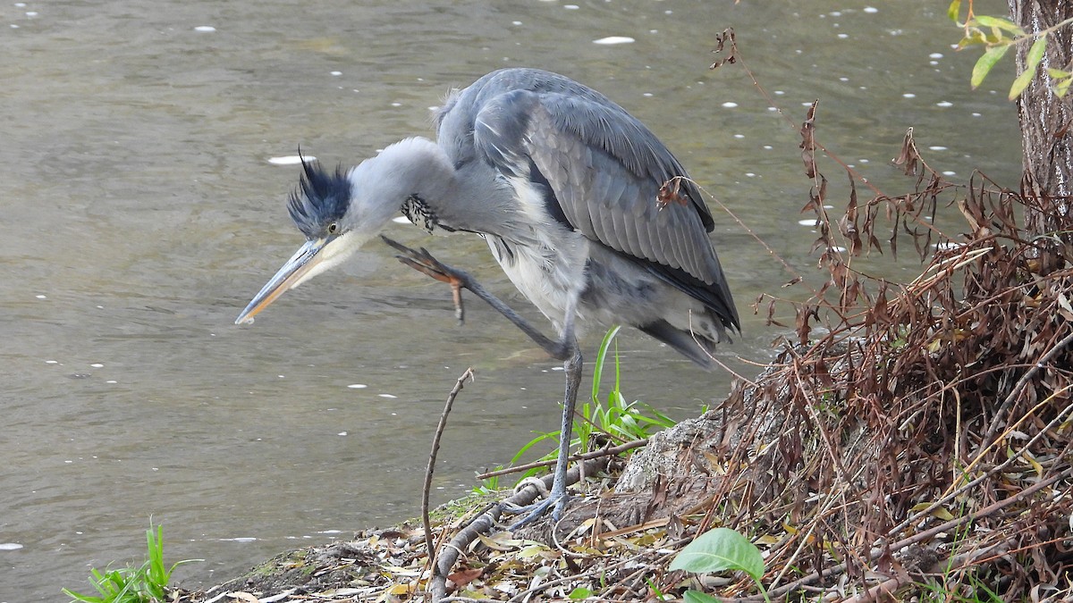 Garza Real - ML646405698