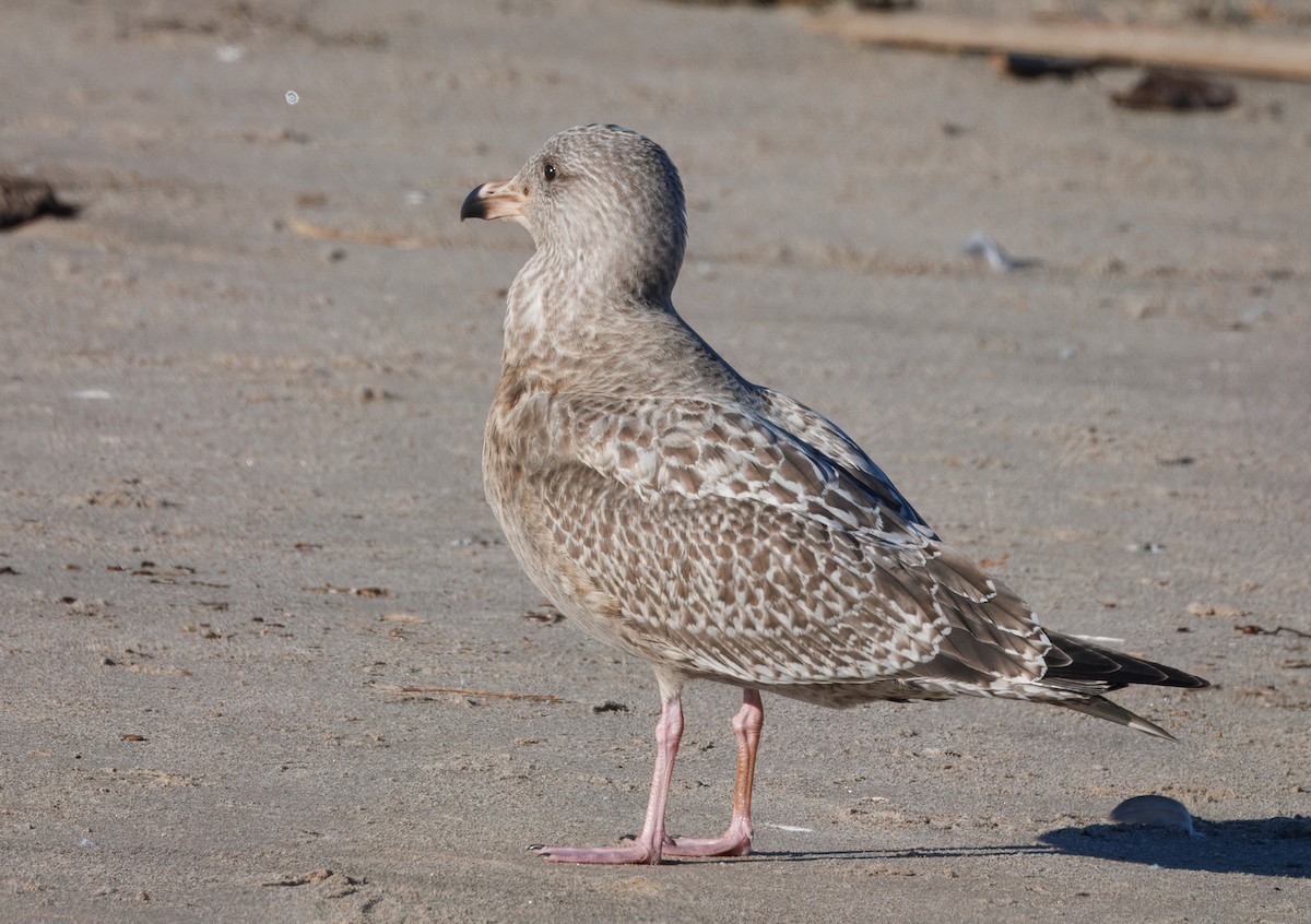 Gaviota Argéntea Americana - ML646405699