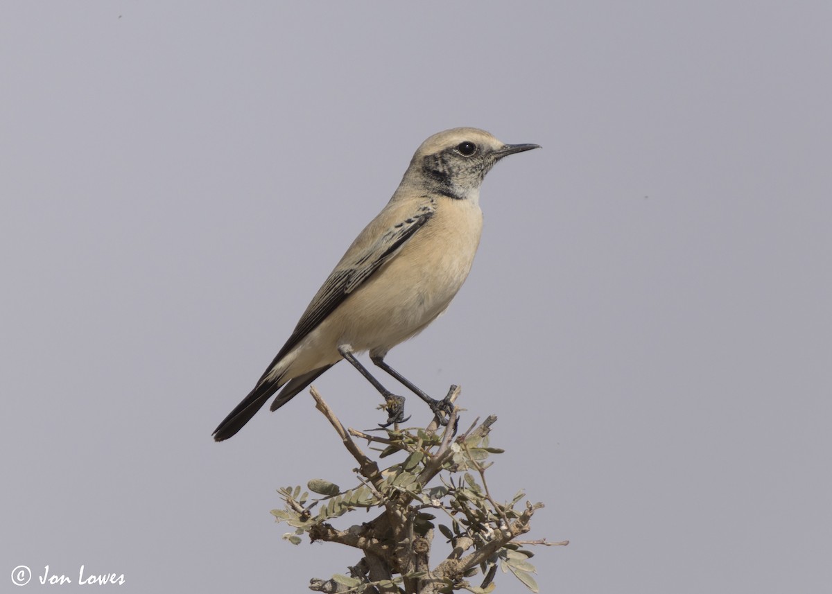 Collalba Desértica - ML646405700