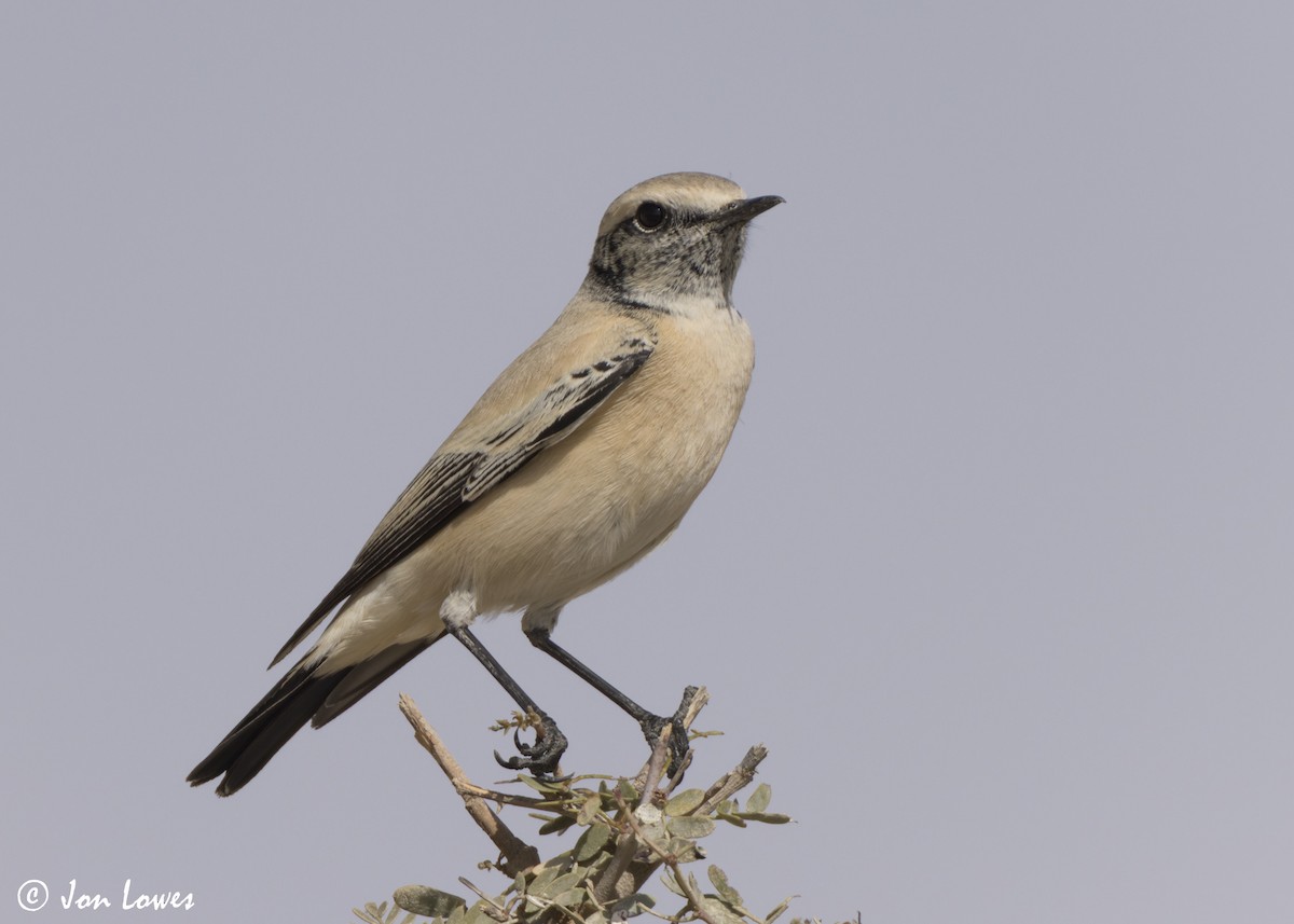 Collalba Desértica - ML646405701