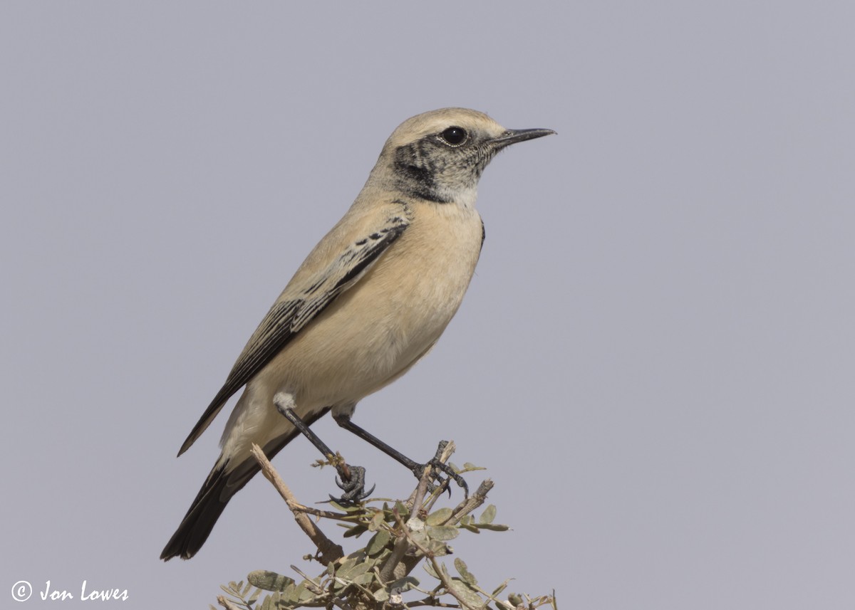 Collalba Desértica - ML646405702