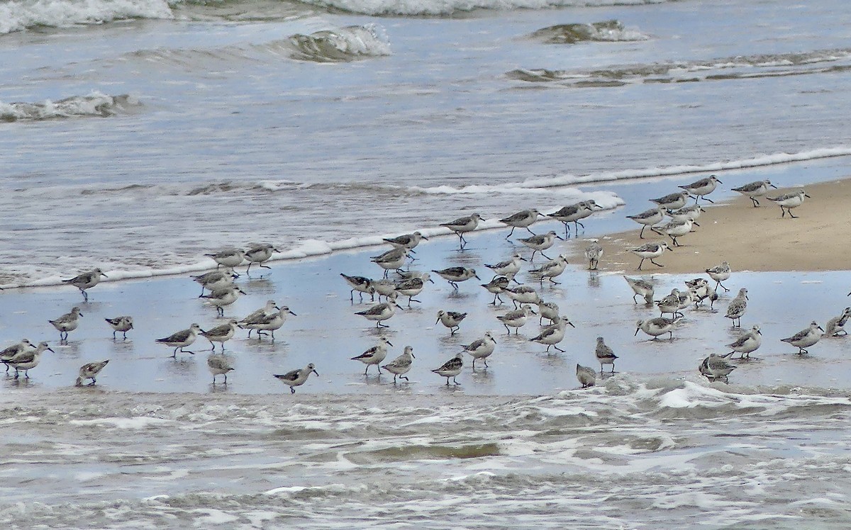 Correlimos Tridáctilo - ML646405703