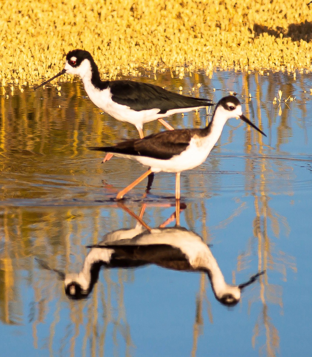 Black-necked Stilt - ML646405704