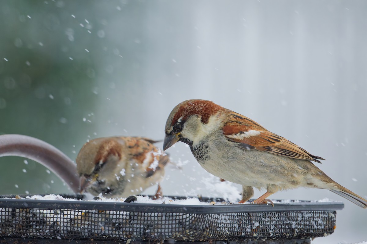 vrabec domácí - ML646405708