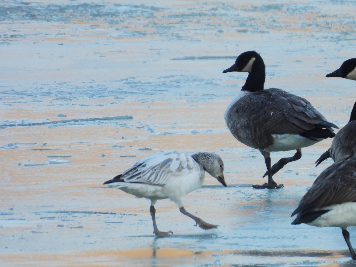 Snow Goose - ML646405709