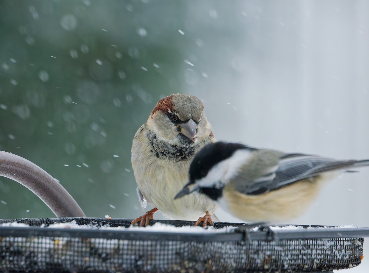 vrabec domácí - ML646405715