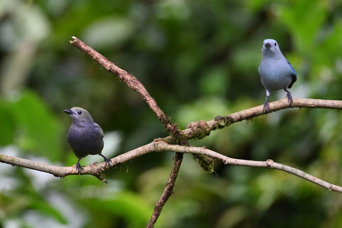 Palm Tanager - ML646405716