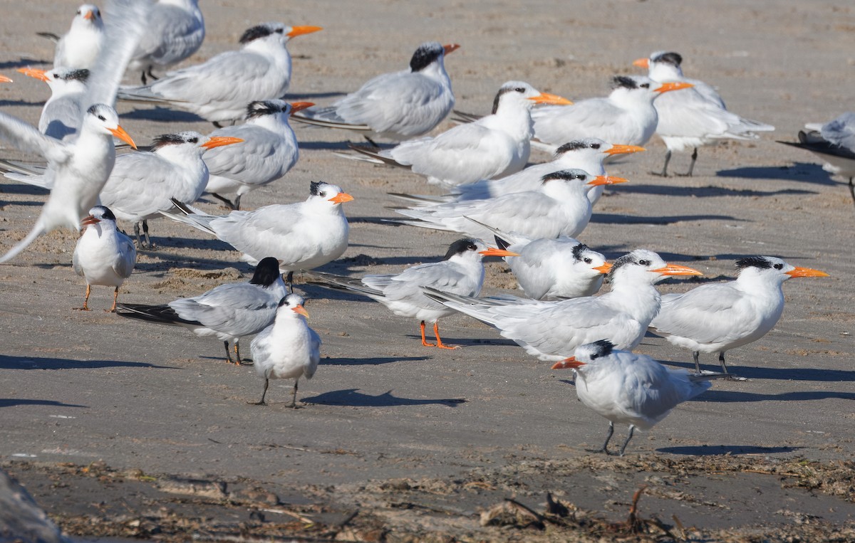 Elegant Tern - ML646405717