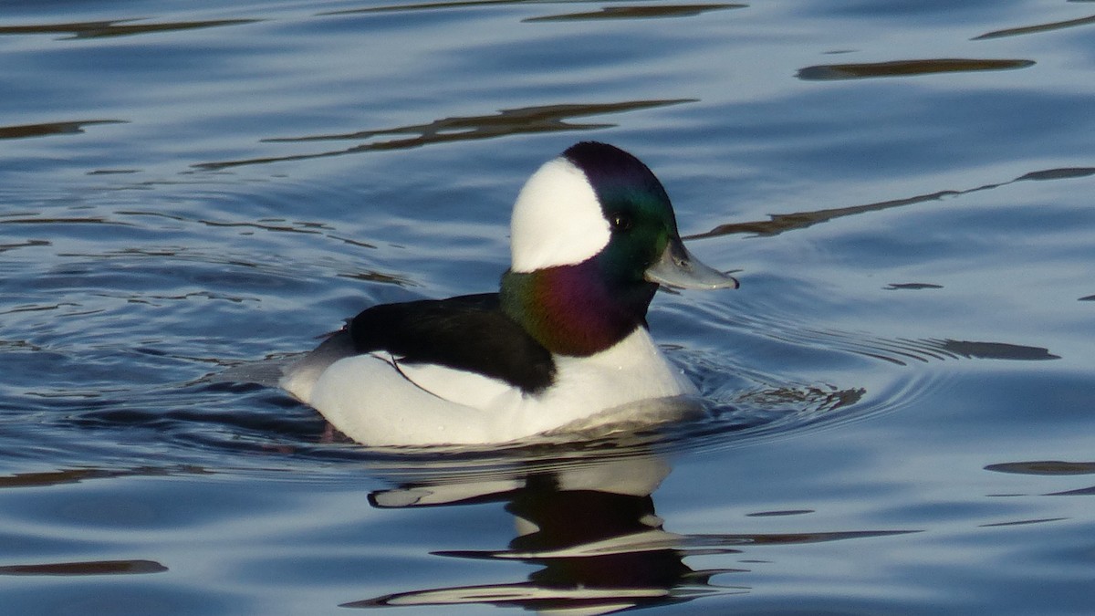 Bufflehead - ML646405726