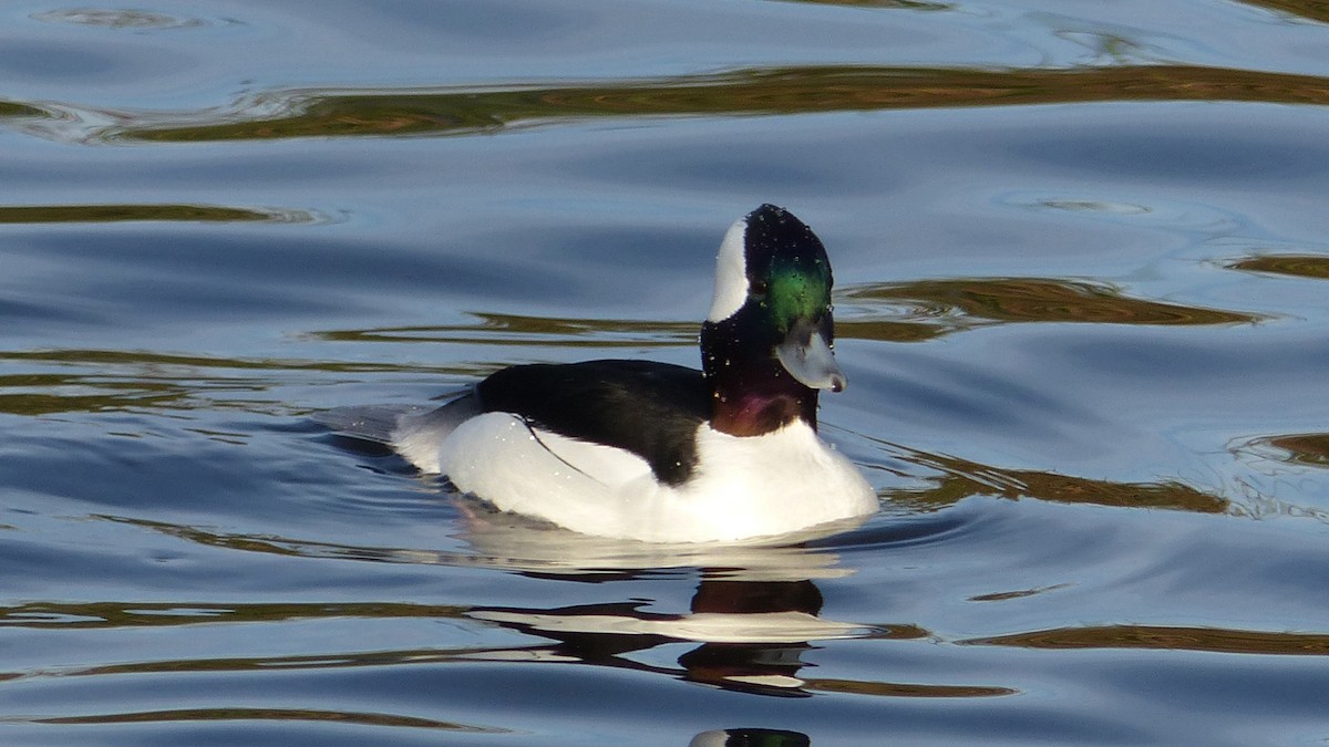 Bufflehead - ML646405727