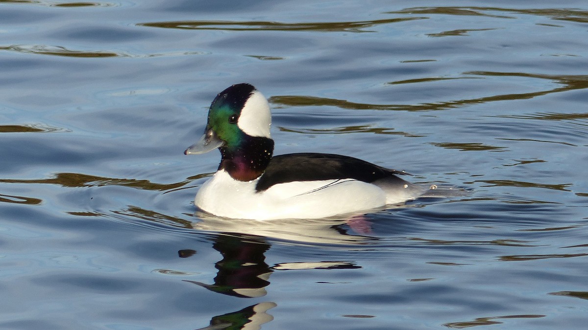 Bufflehead - ML646405728