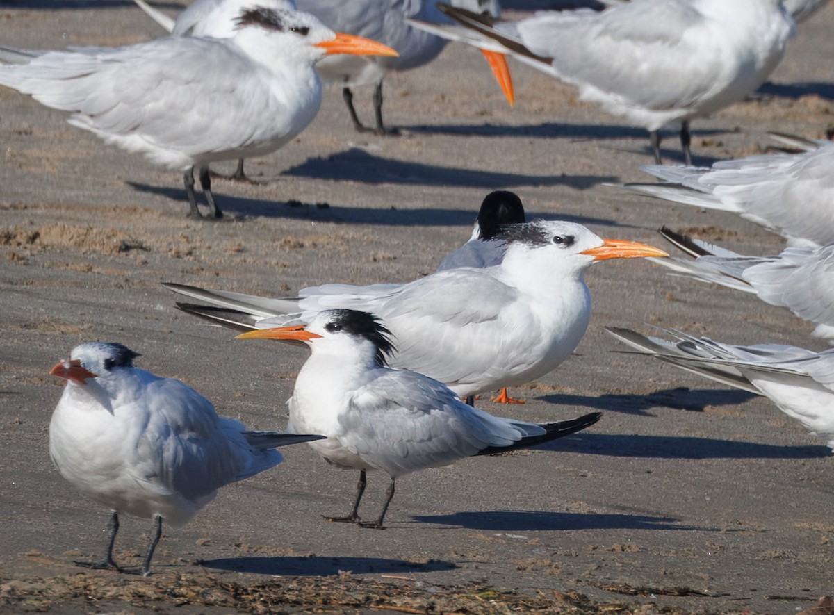 Elegant Tern - ML646405731