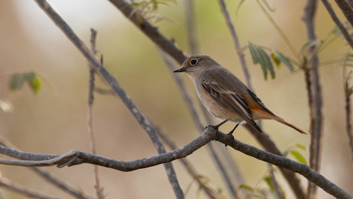 Красноспинная горихвостка - ML646405733