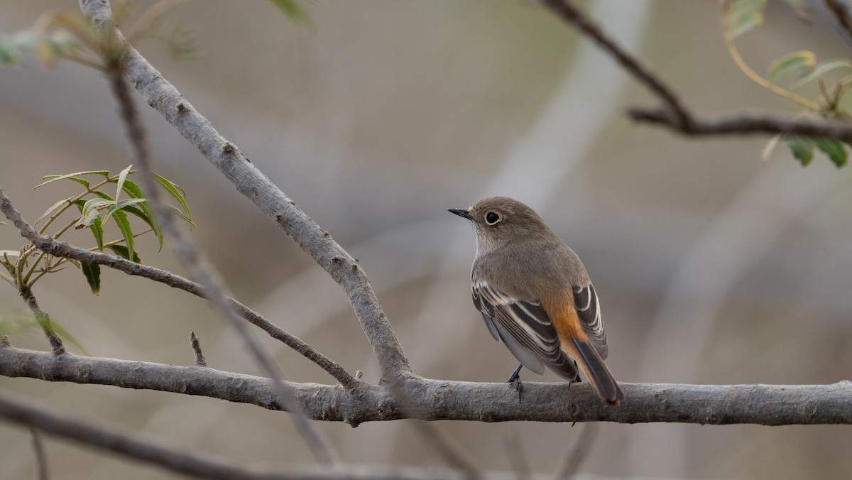 Красноспинная горихвостка - ML646405734