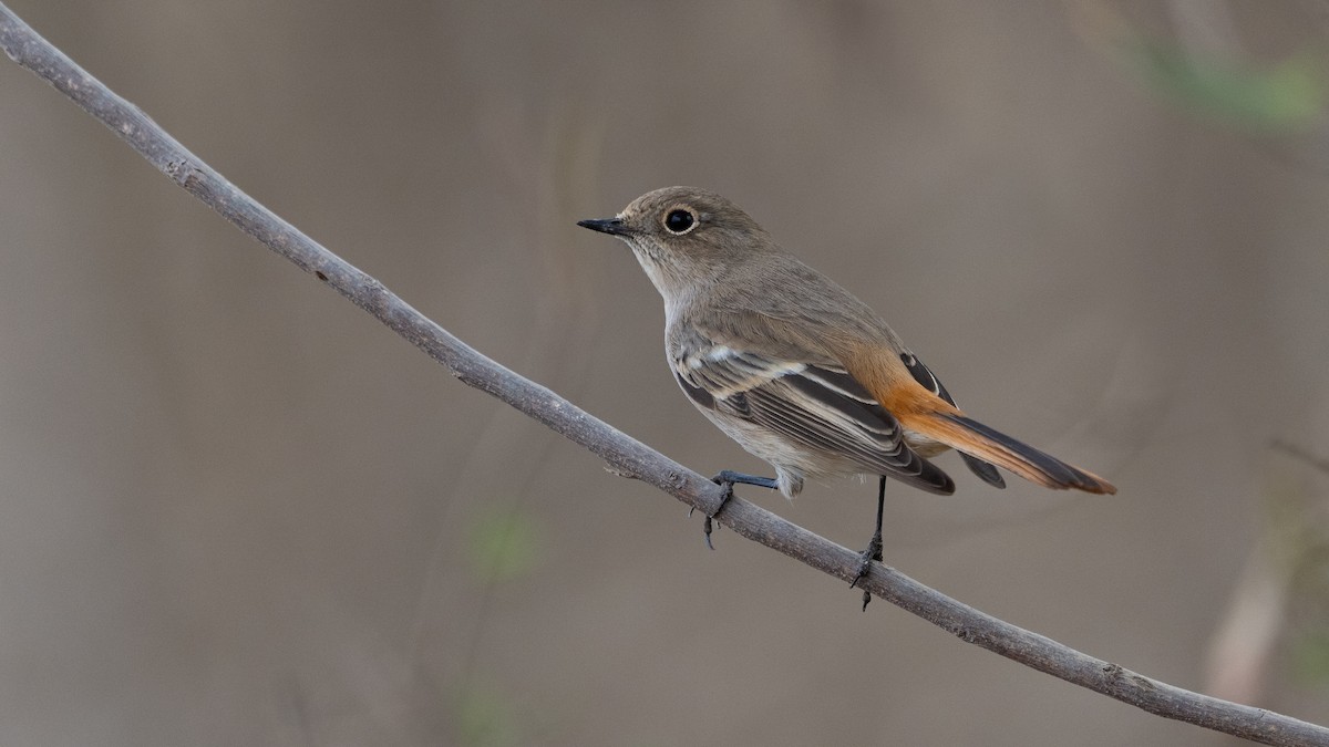 Красноспинная горихвостка - ML646405735