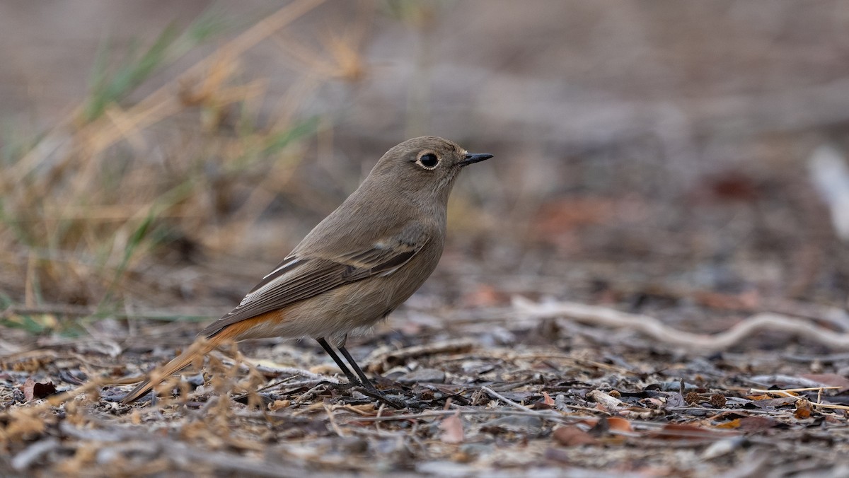 Красноспинная горихвостка - ML646405736