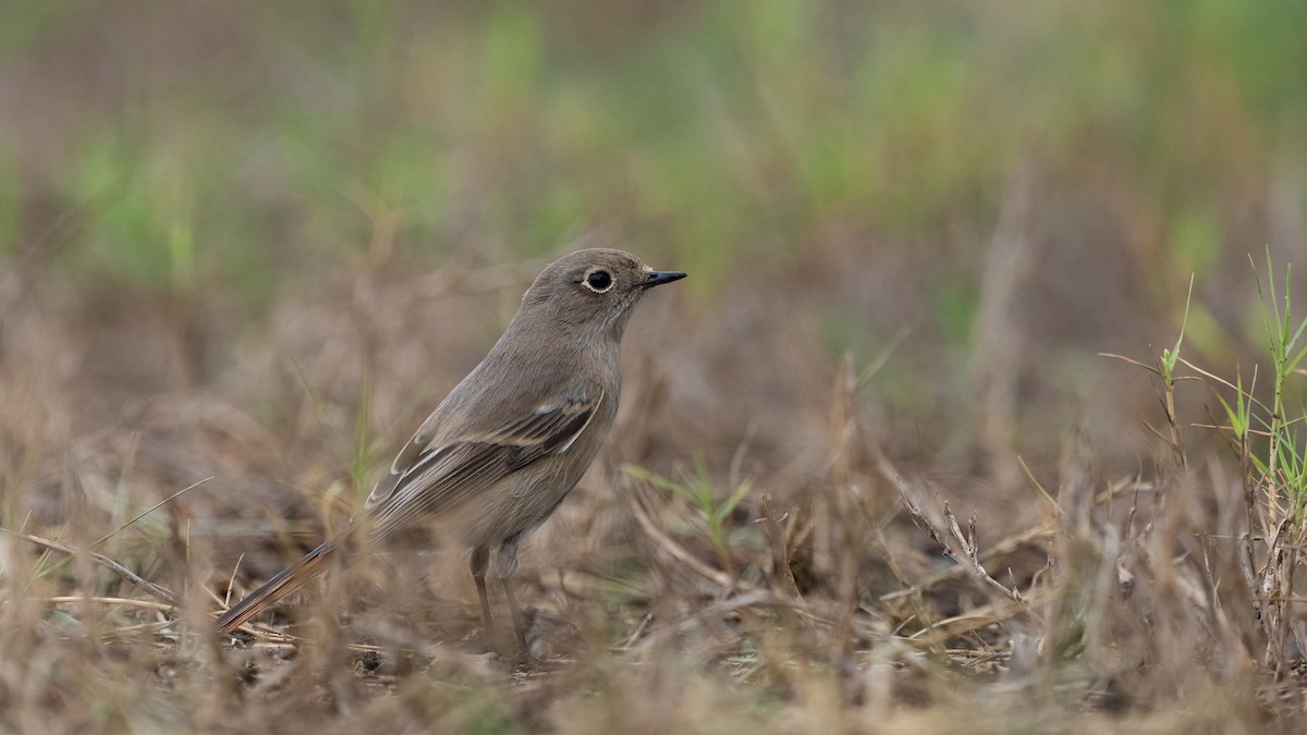 Красноспинная горихвостка - ML646405737