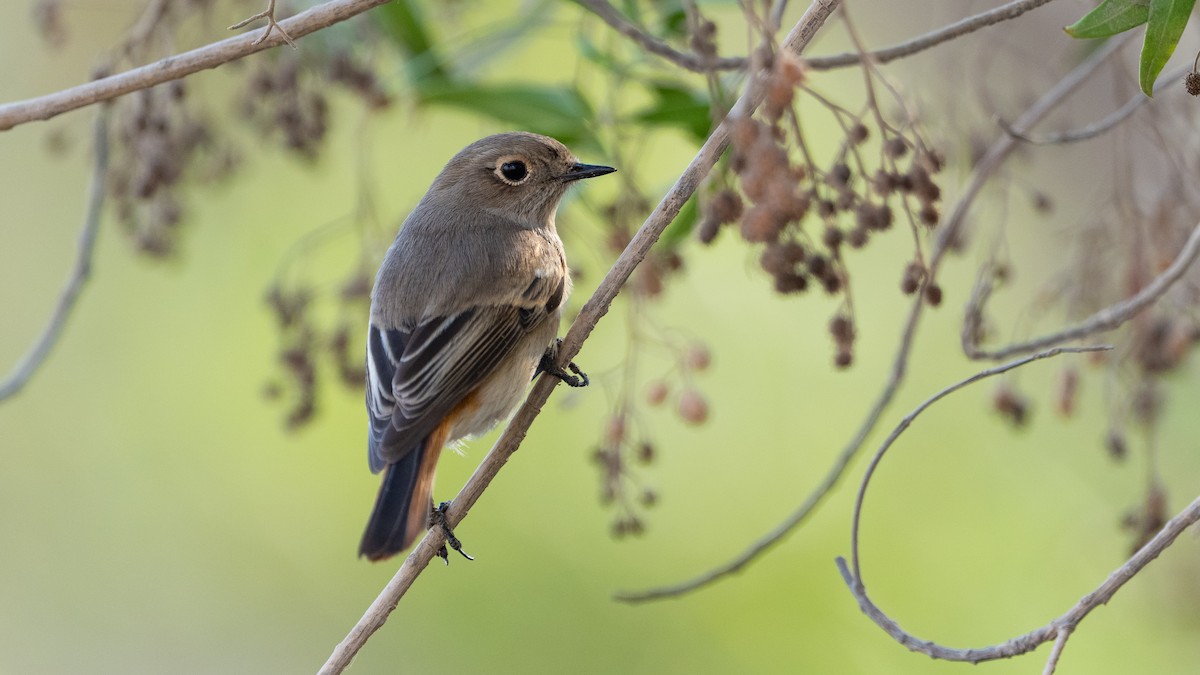 Красноспинная горихвостка - ML646405738