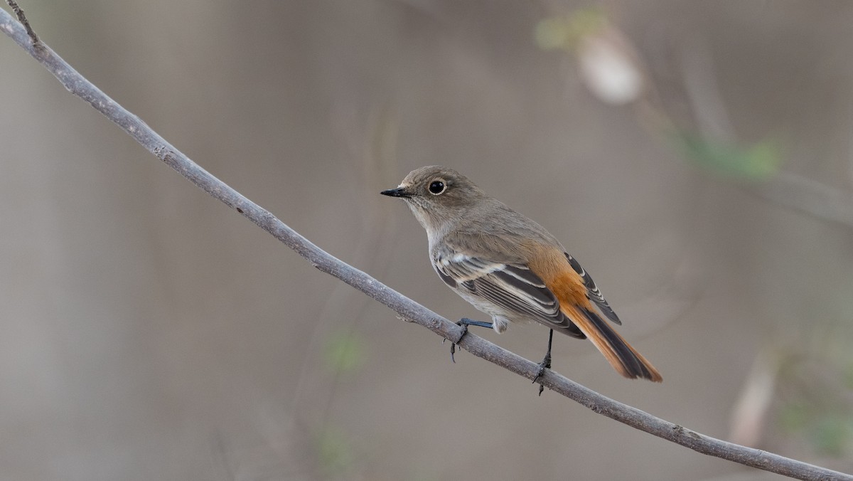 Красноспинная горихвостка - ML646405739