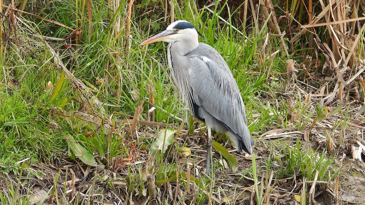 Gray Heron - ML646405740