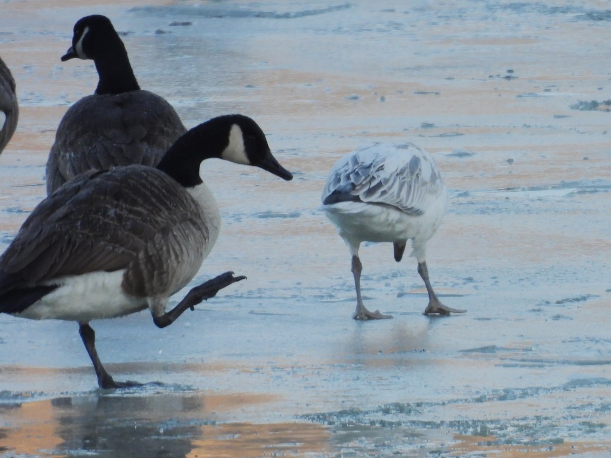 Snow Goose - ML646405741