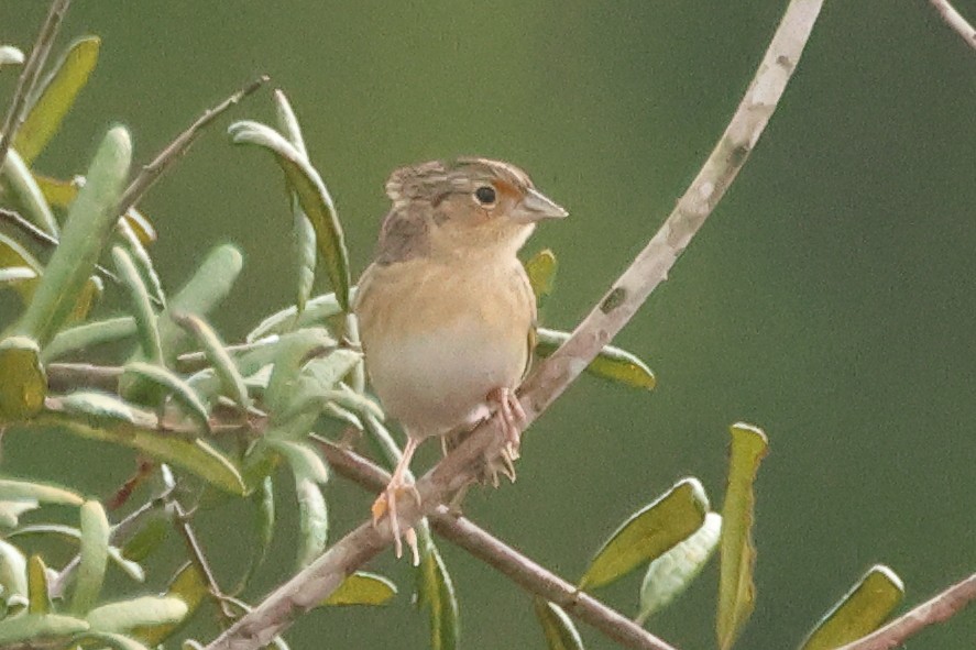 Grasshopper Sparrow - ML646405742