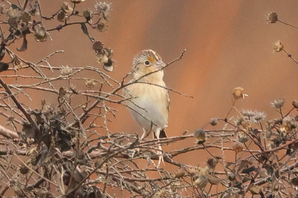 Grasshopper Sparrow - ML646405743