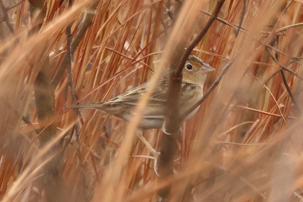 Grasshopper Sparrow - ML646405744