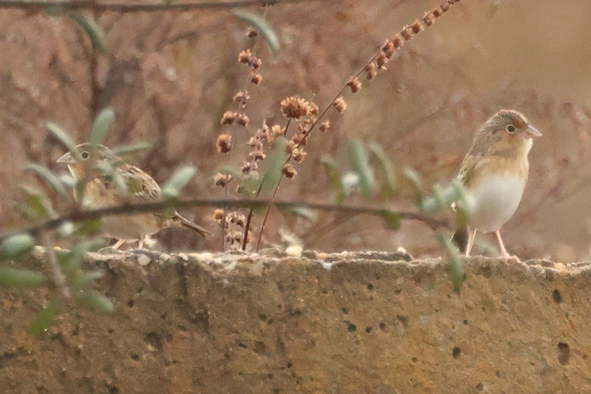 Grasshopper Sparrow - ML646405745