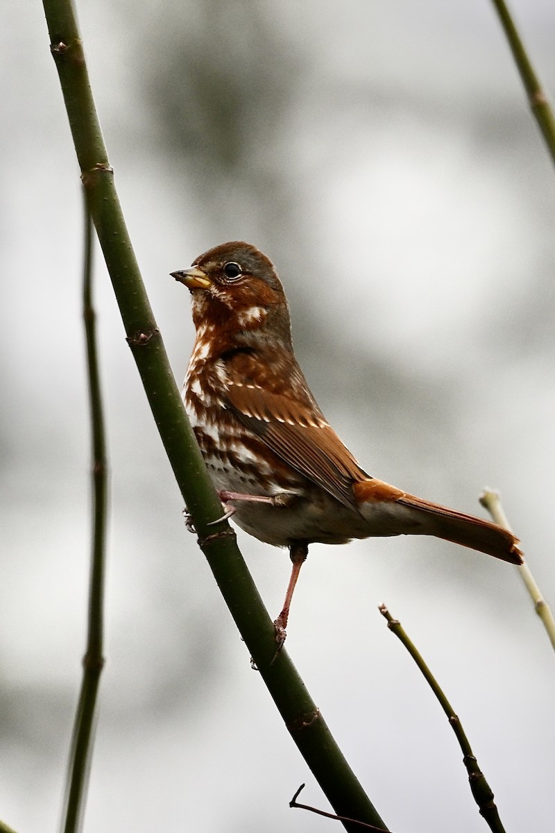 strnadec kaštanový - ML646405746