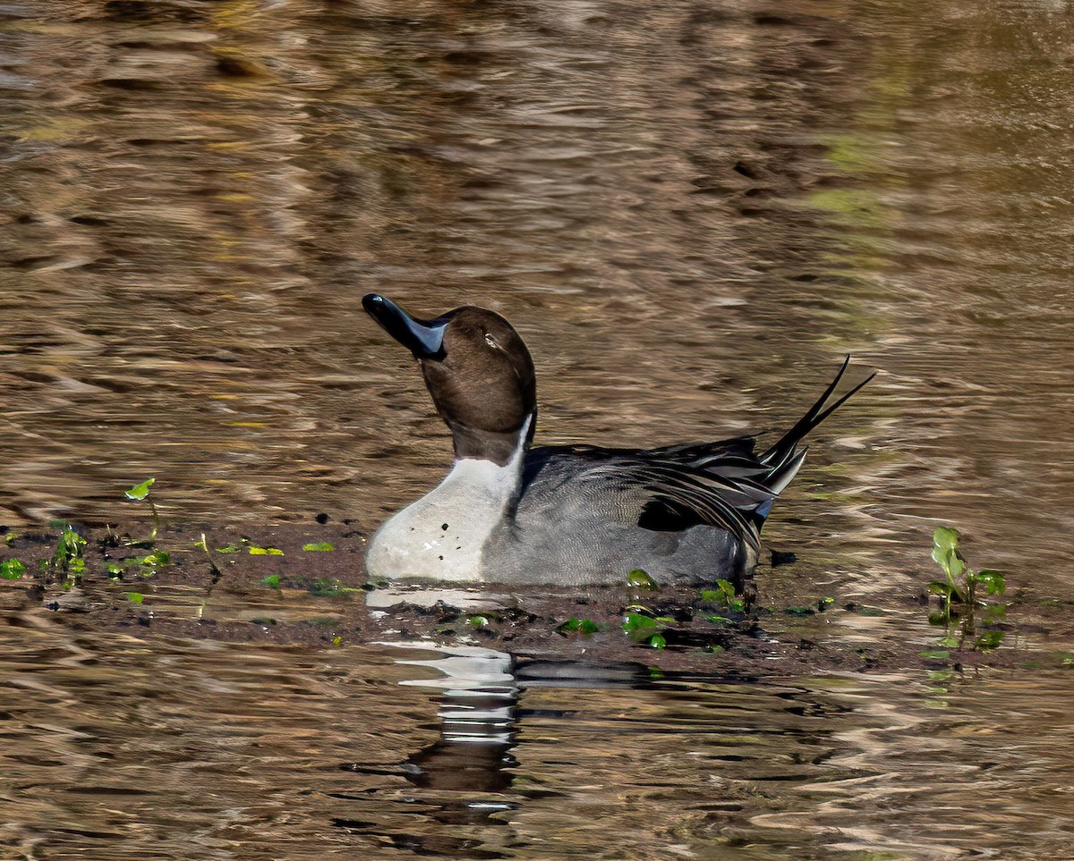 Northern Pintail - ML646405752