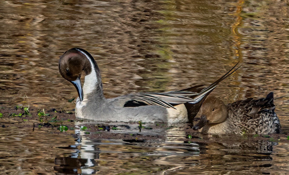Northern Pintail - ML646405753