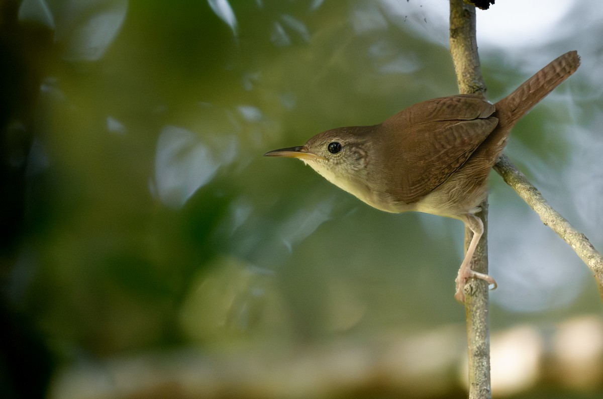 střízlík kozumelský - ML646405756