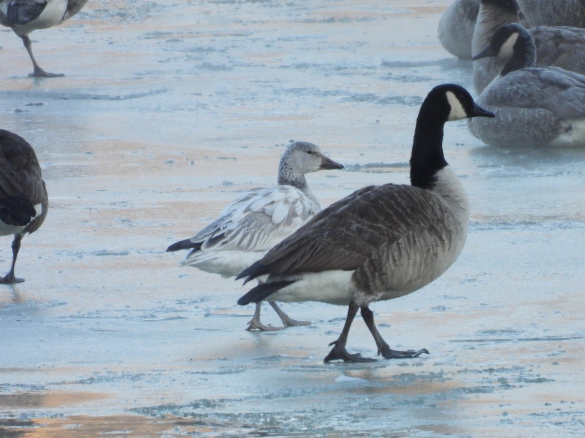 Snow Goose - ML646405758
